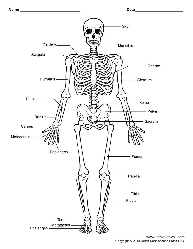 the human skeleton and its major skeletal systems is shown in black and white, with labels on