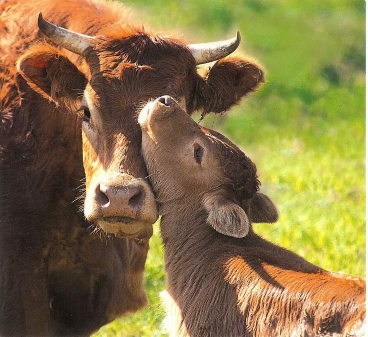 two cows are standing in the grass with their heads touching each other