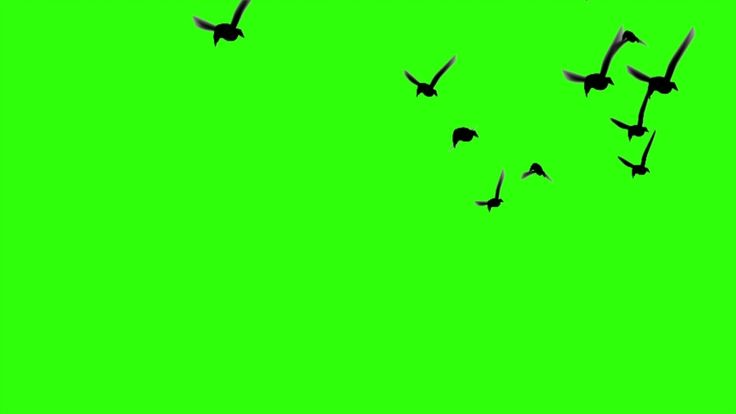 a flock of birds flying across a green screen