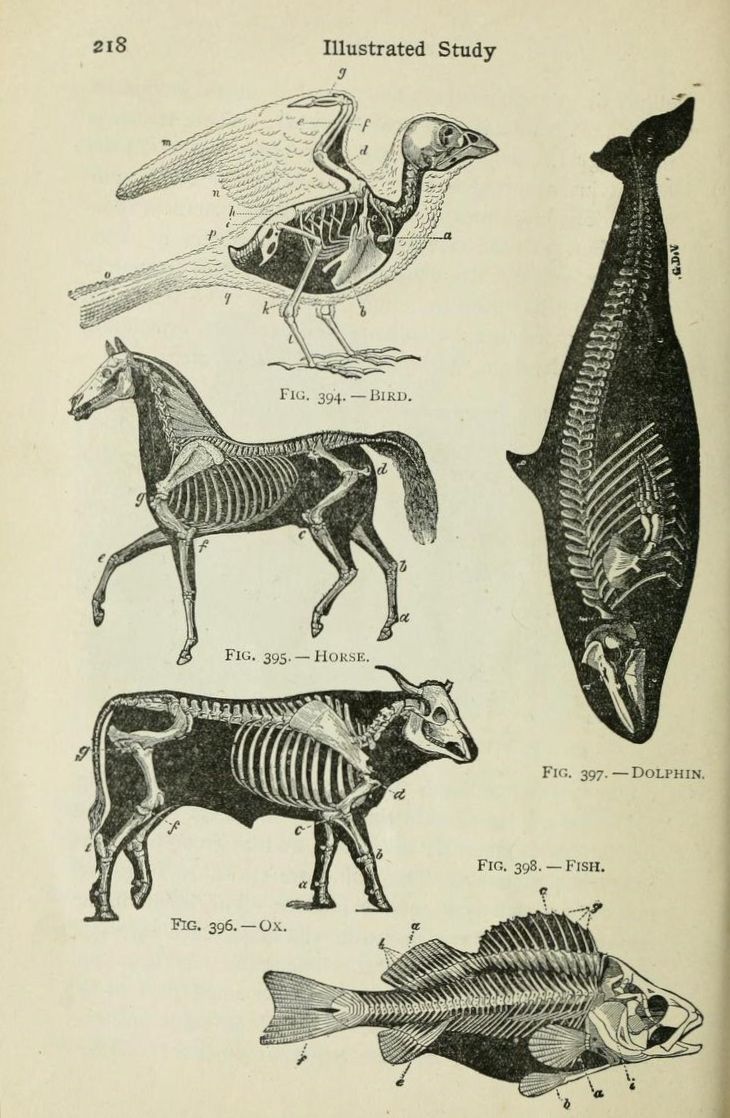 an old book with different types of animals and their skeleton parts on it's cover