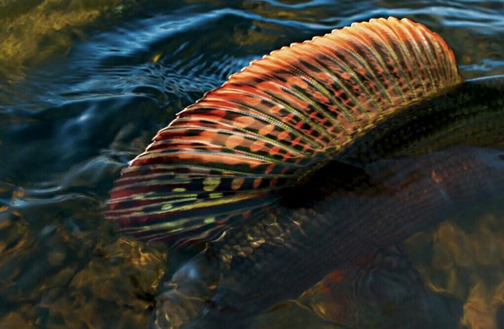 a large fish floating on top of a body of water