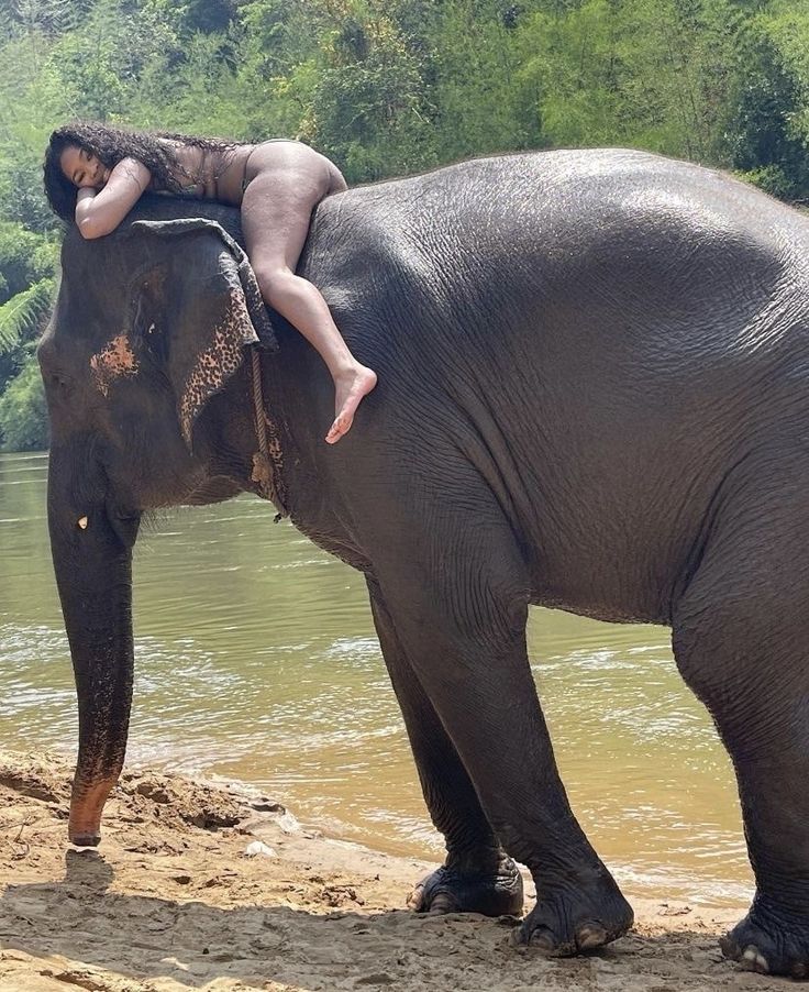 an elephant with a person on its back