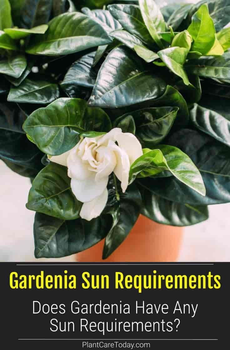 a potted plant with white flowers and green leaves in it that says, gardenia sun requirementsents does gardenia have any sun treatments?