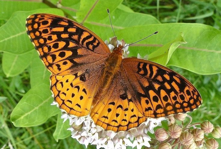 a large orange and black butterfly sitting on top of a white flower next to green leaves