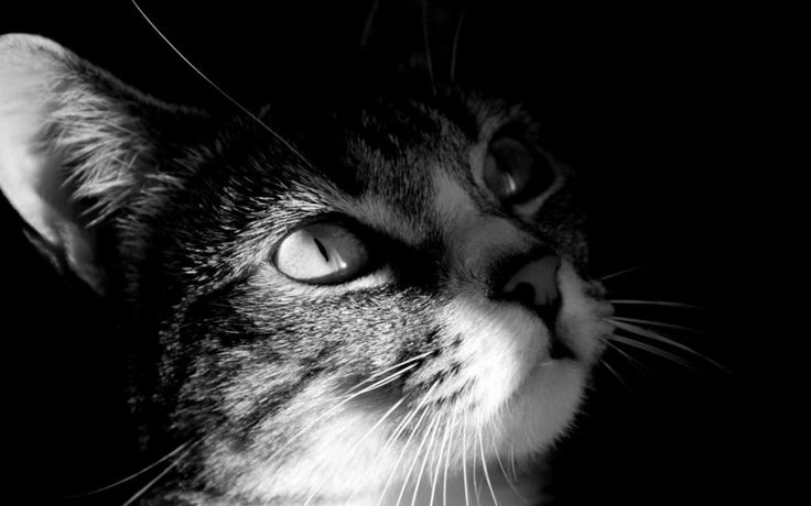 a black and white photo of a cat's face