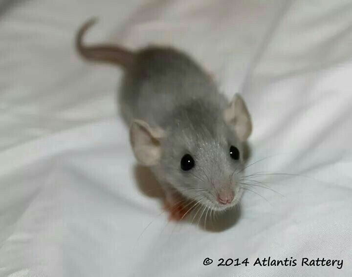 a small gray rat sitting on top of a white bed sheet and looking at the camera