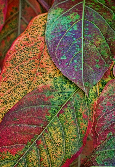 colorful leaves with green, red and yellow spots are shown in this close up photo