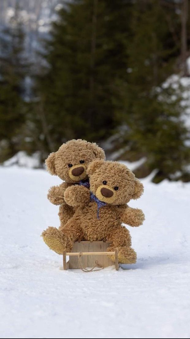 two teddy bears sitting on top of a sled in the snow with trees behind them