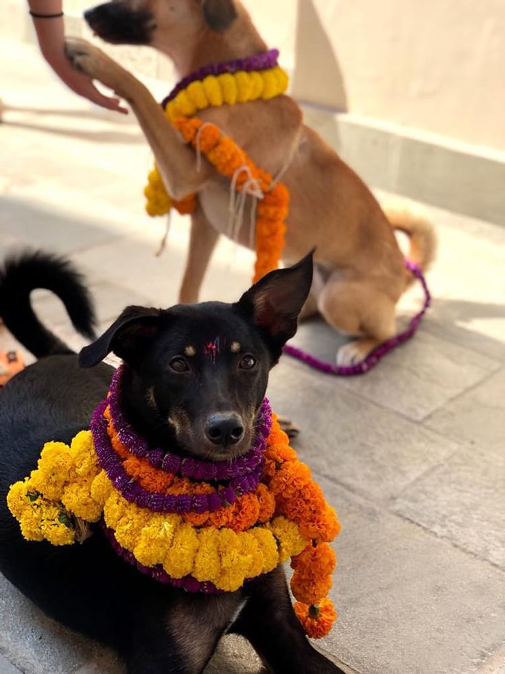 two dogs are dressed up and sitting on the ground with flowers in their collars