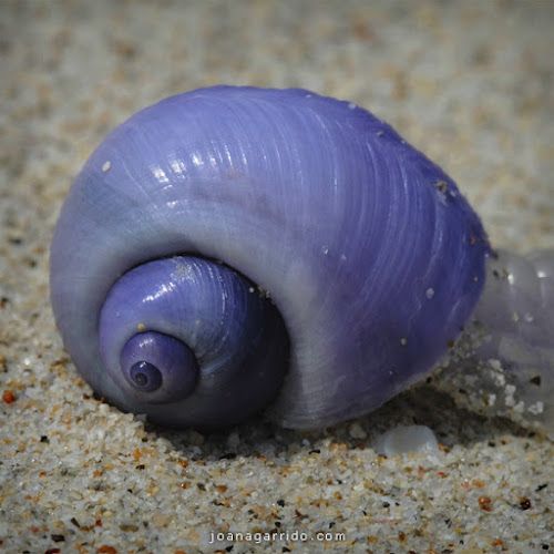 a close up of a purple shell on sand