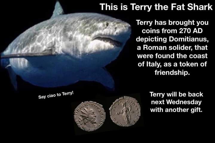 Terry The Fat Shark, Cat Ears Cosplay, Shark Template, Facts About Sharks, Fun Facts About Sharks, Ears Cosplay, Shark Stuff, Cool Sharks, Shark Facts