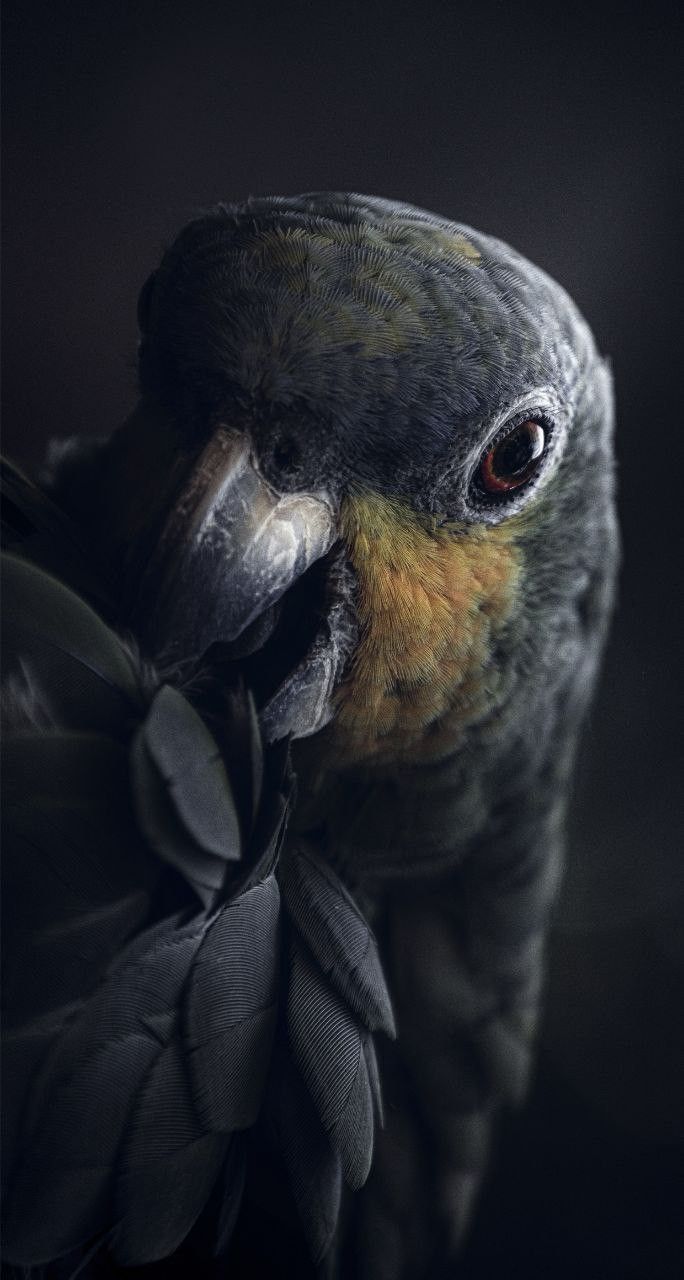 a close up of a bird on a black background