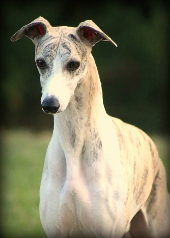 a white dog standing on top of a lush green field