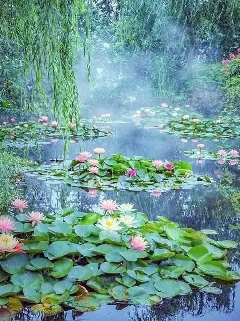 water lilies are blooming in the pond