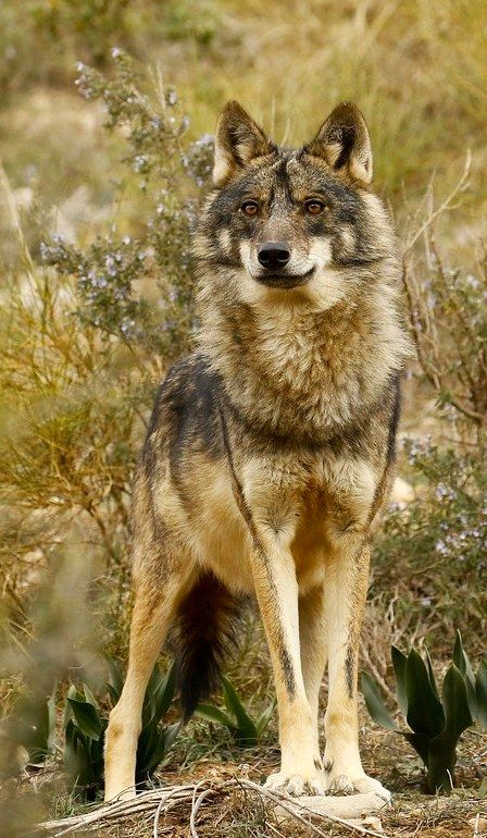 a wolf standing on top of a dry grass covered ground next to bushes and flowers