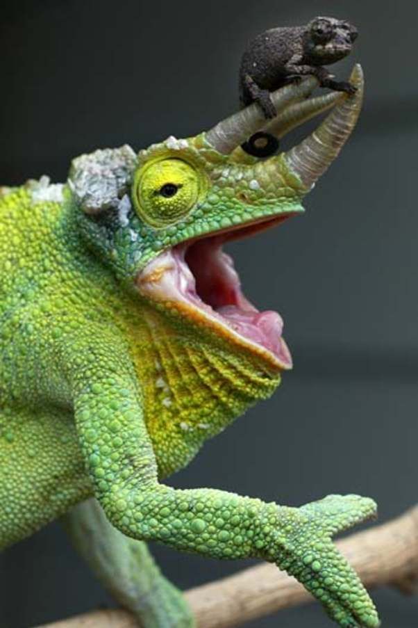 a green chamelon with its mouth open on a branch