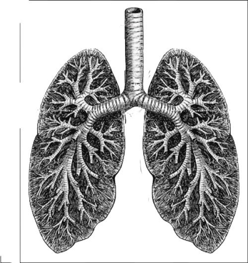 the lungs are shown in black and white, as well as an illustration of what they look like