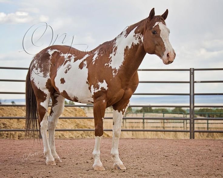 a brown and white horse standing on top of a dirt field next to a fence