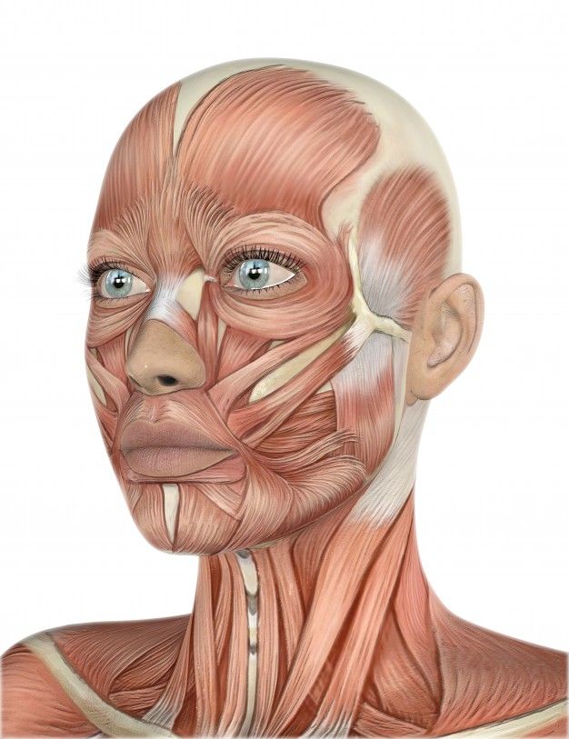 an image of the muscles on a human head and neck - stock photo - images