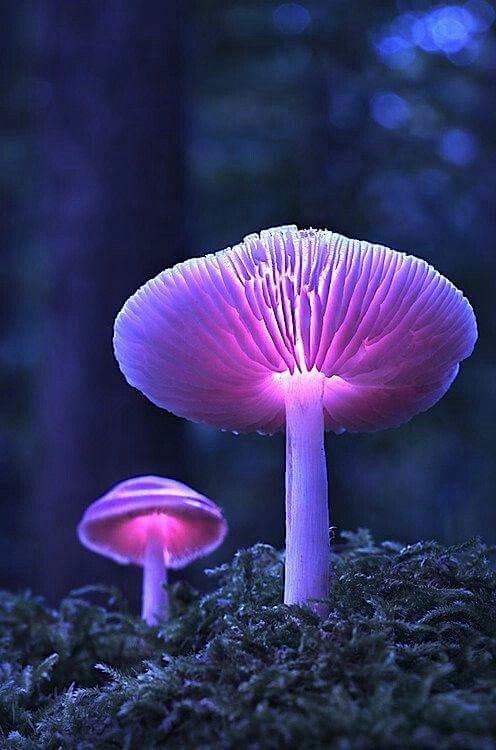 two purple mushrooms sitting on top of a moss covered ground