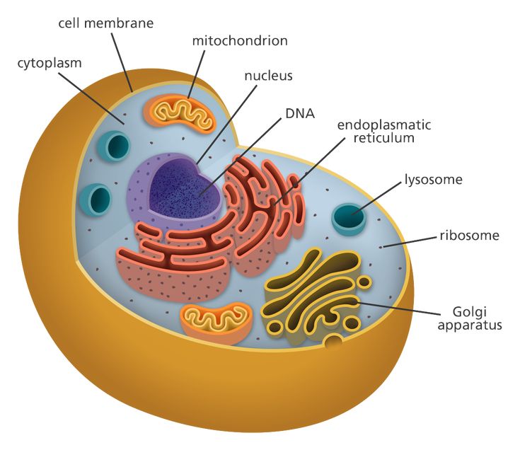 an animal cell labeled in the diagram below it's structure, including its structures and functions