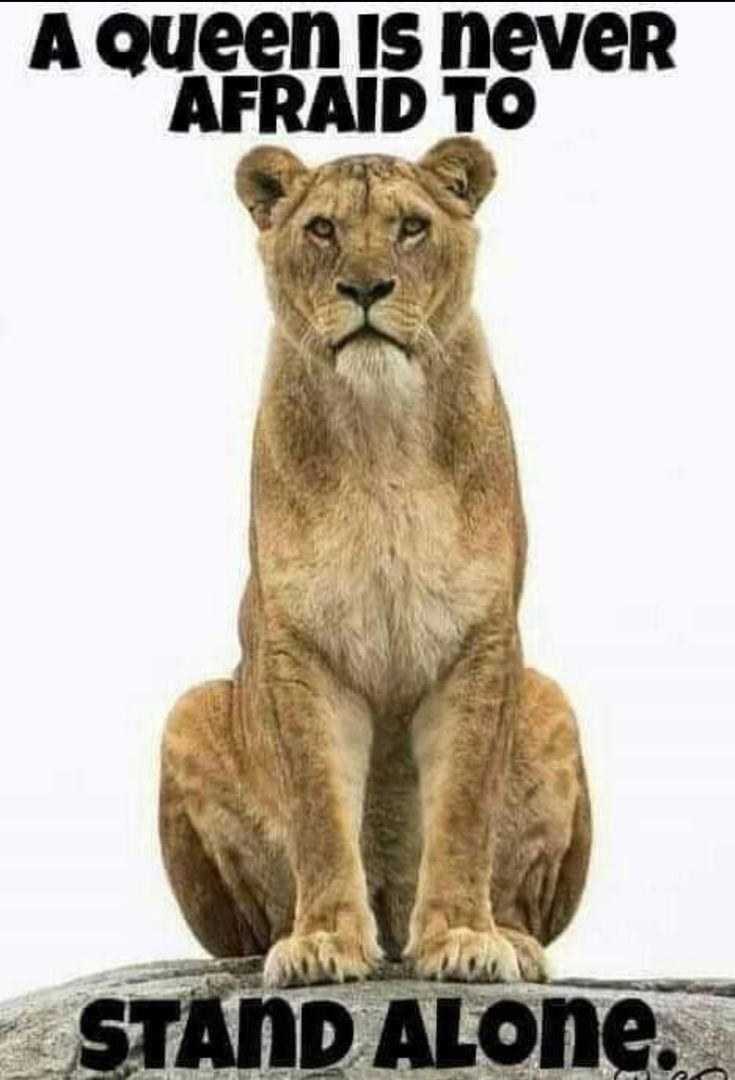 a lion sitting on top of a rock with the caption, a queen is never afraid to stand alone