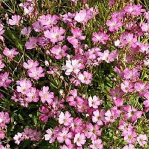 pink flowers are blooming in the garden