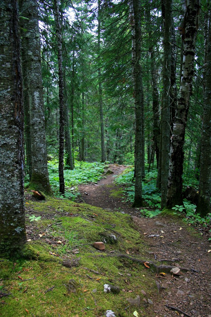 a path in the middle of a forest with lots of trees and grass on both sides