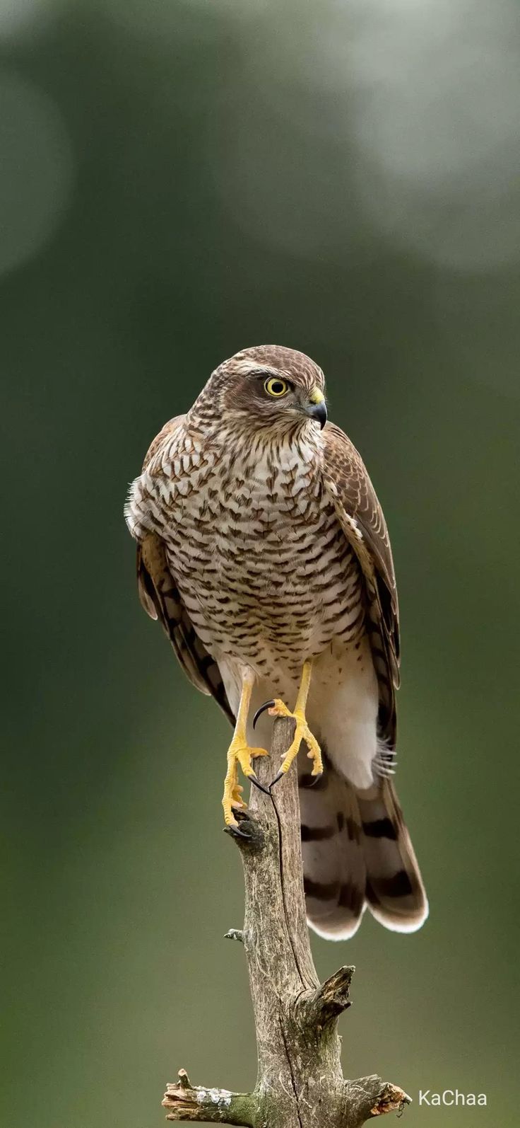 a bird perched on top of a tree branch