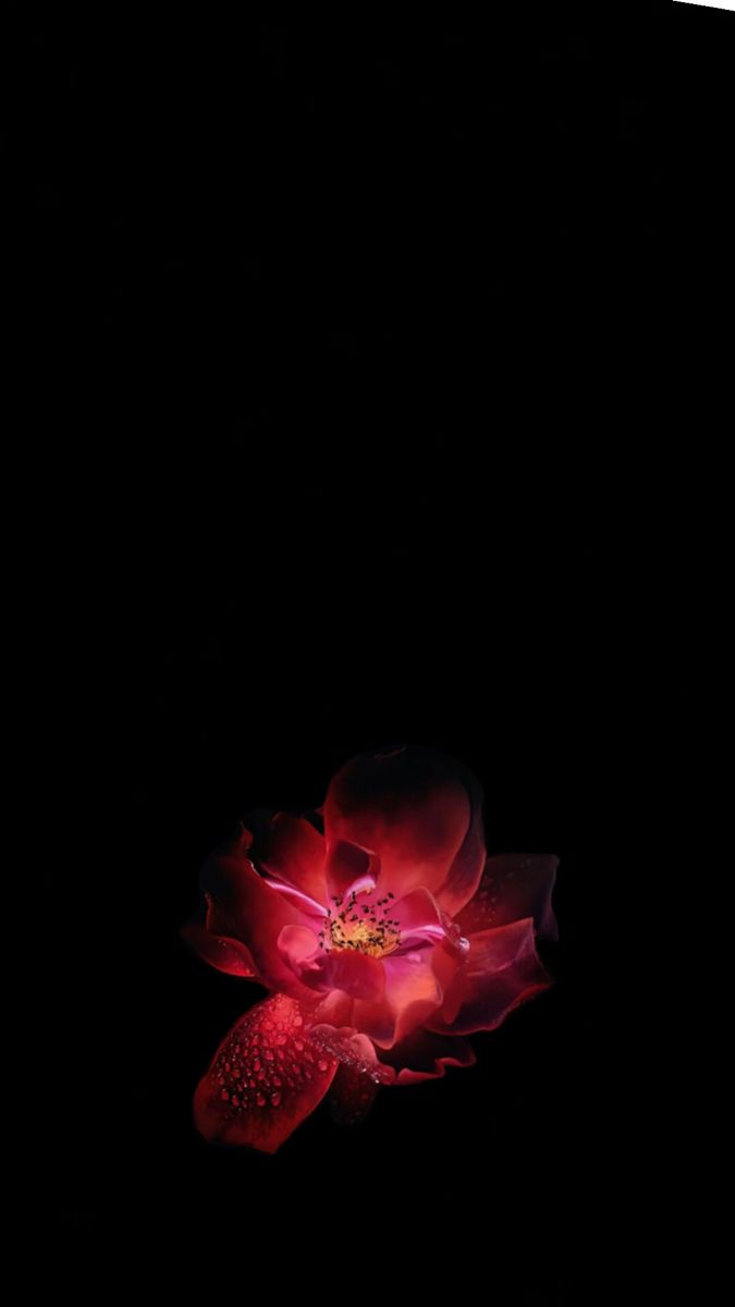 a red flower in the dark on a black background