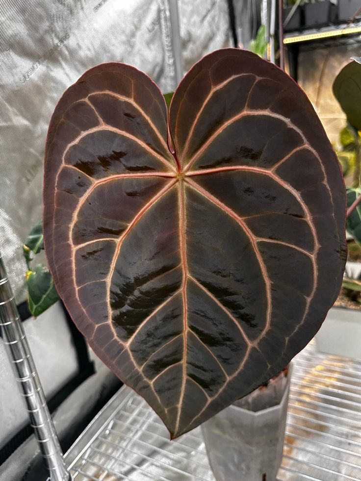 a large heart shaped plant in a greenhouse