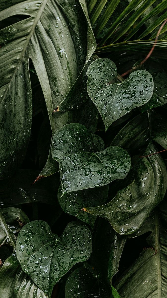 Wet monstera plant leaves mobile wallpaper | free image by rawpixel.com ...