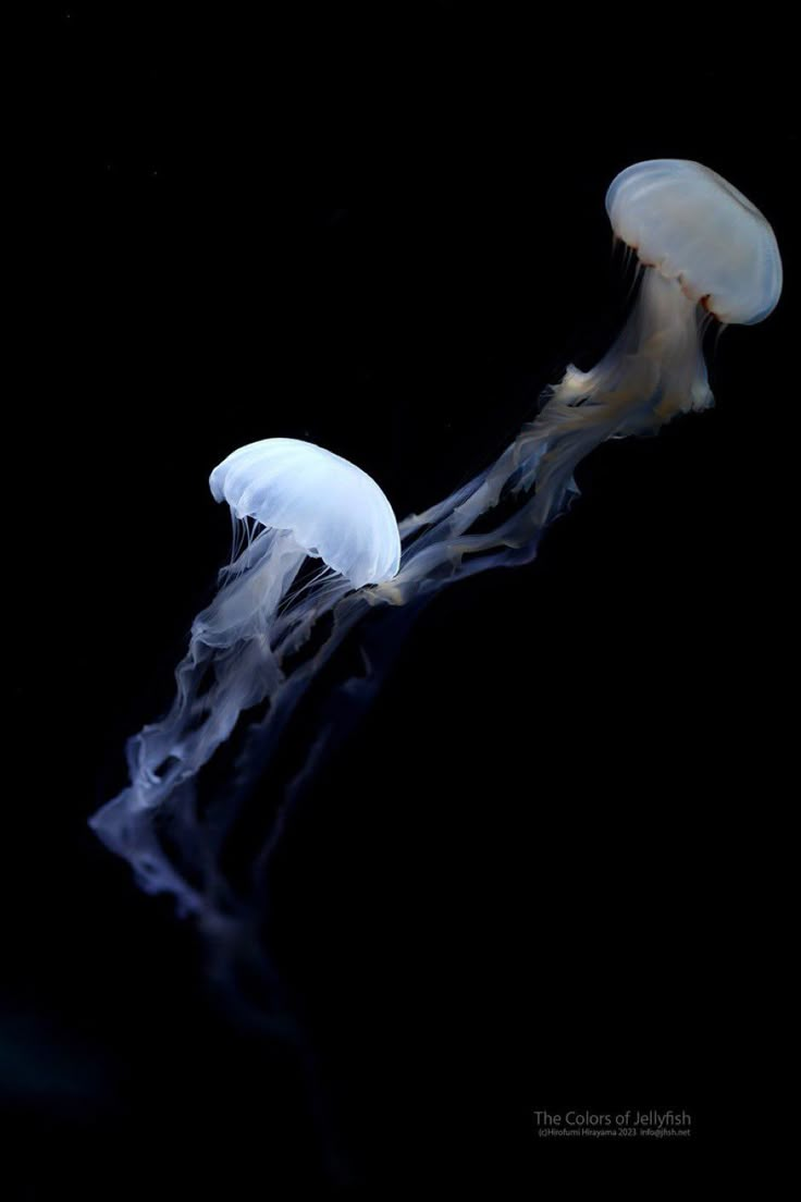 two jellyfish in the dark water with their heads turned to look like they are floating