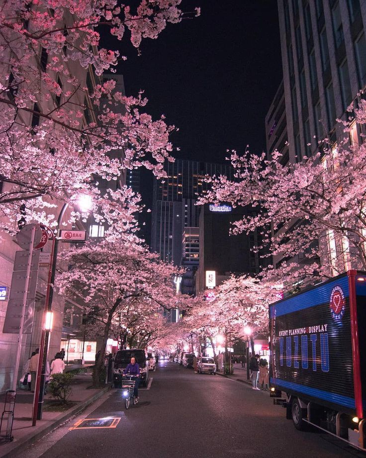 cherry blossom trees line the street in front of tall buildings at night with lights on