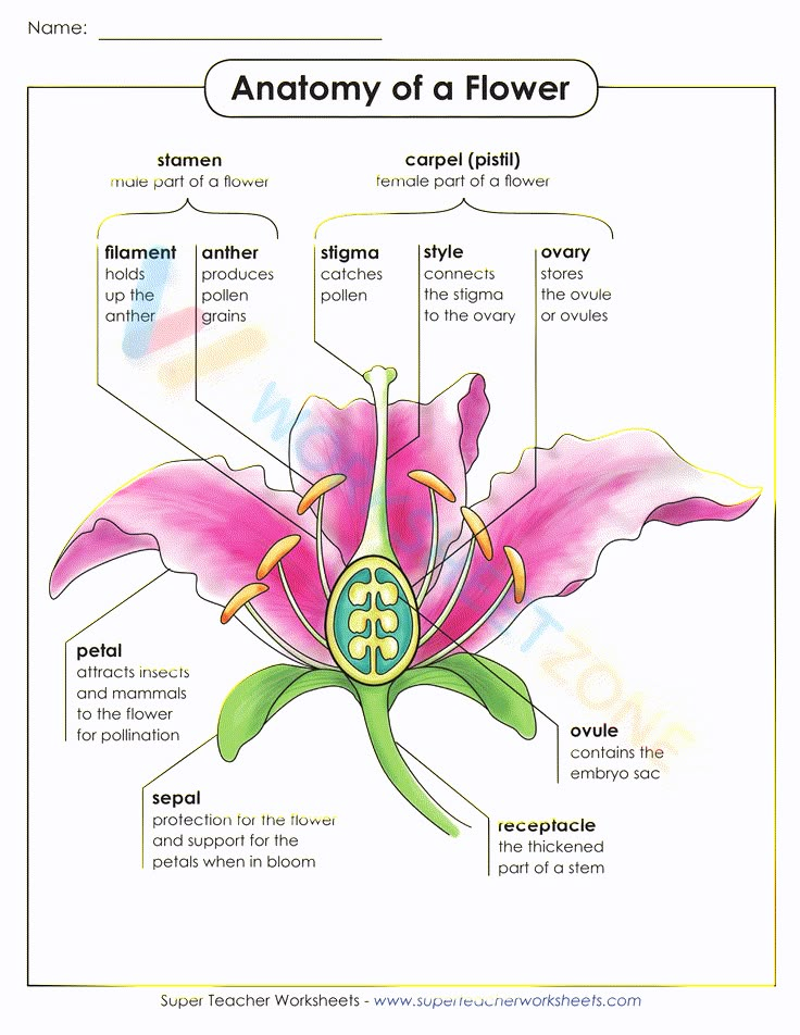 the anatomy of a flower with labels