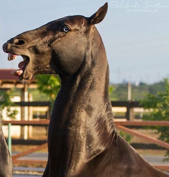 a large black horse with its mouth open