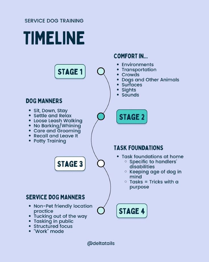 the service dog training process is shown