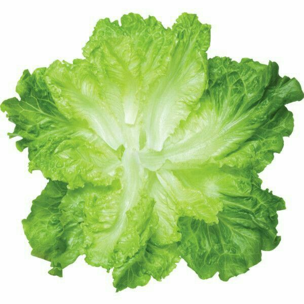 lettuce leaves on a white background