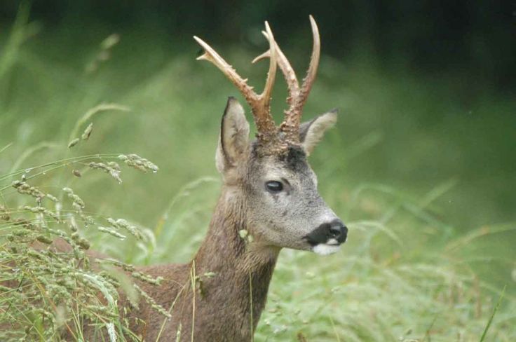 a deer with antlers standing in tall grass