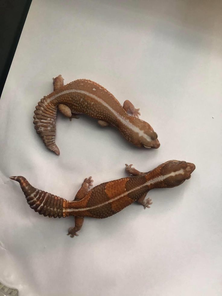 two geckos sitting on top of a piece of paper next to each other