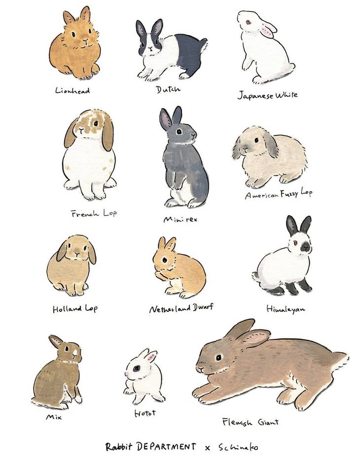 the different types of rabbits are shown in this drawing