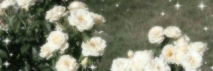 some white flowers are in the grass and one is blurry with stars on it