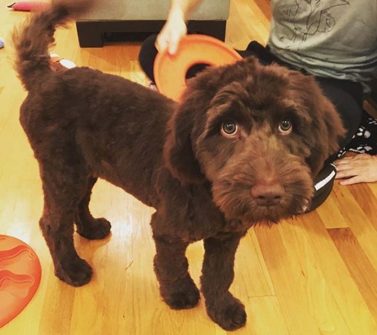 a brown dog standing on top of a hard wood floor next to a person holding an orange frisbee