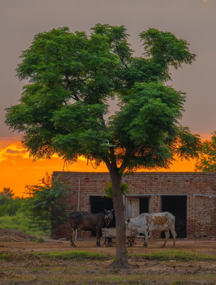 two cows standing under a tree in front of a brick building with an orange sky