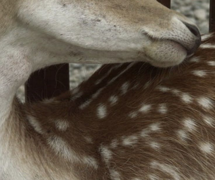 a baby deer is standing next to an adult deer in front of a wooden fence