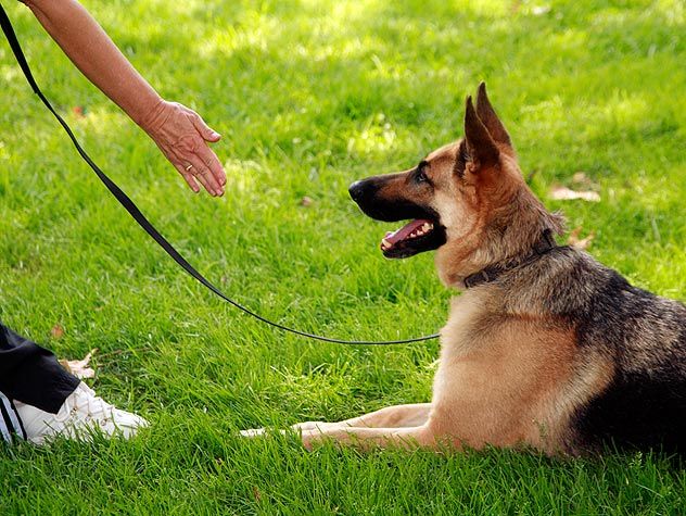 a german shepherd dog sitting in the grass with its owner holding on to it's leash