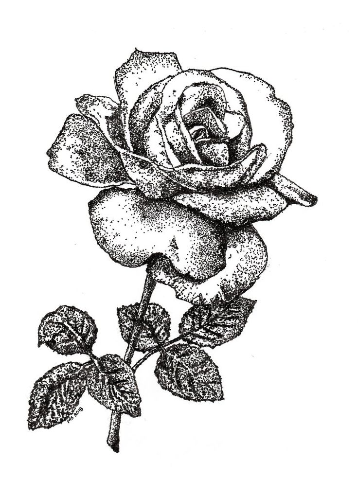 a black and white drawing of a rose