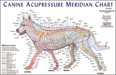 a diagram of the canine's skeletal body and its major functions, including the bones