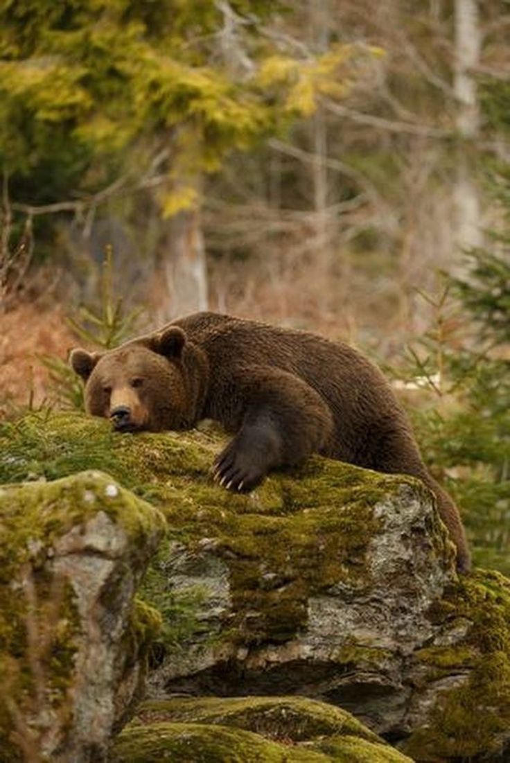 a brown bear laying on top of a moss covered rock