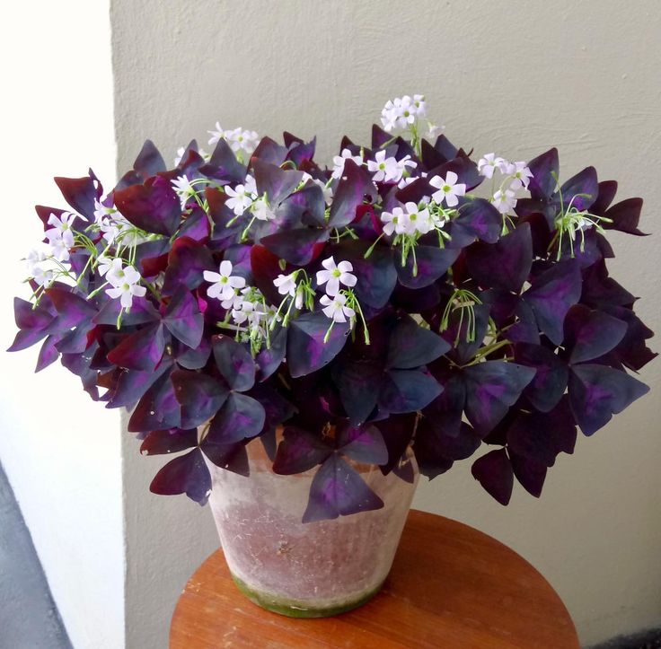 a potted plant with purple and white flowers sitting on a wooden table next to a wall